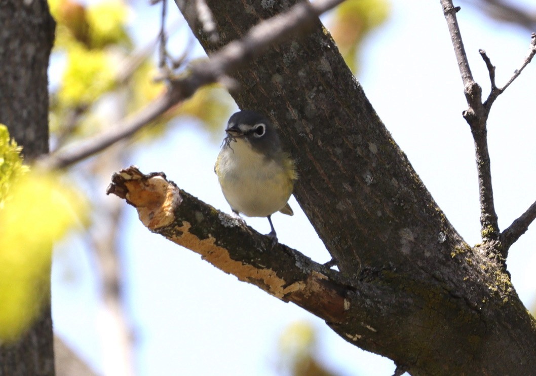 Blue-headed Vireo - Tracy Muller