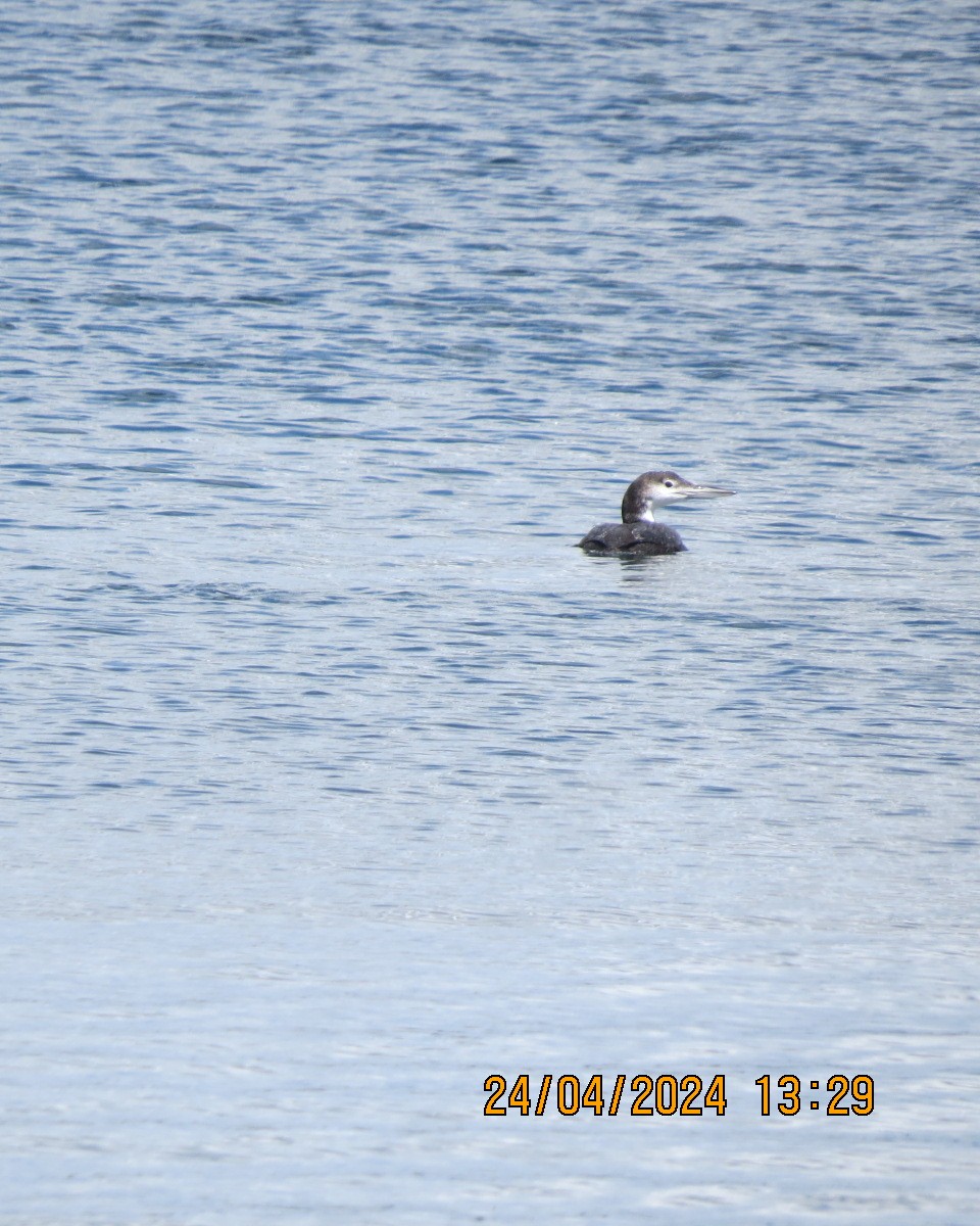 Common Loon - Gary Bletsch