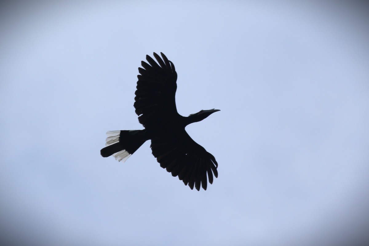 Black Hornbill - Yousif Attia