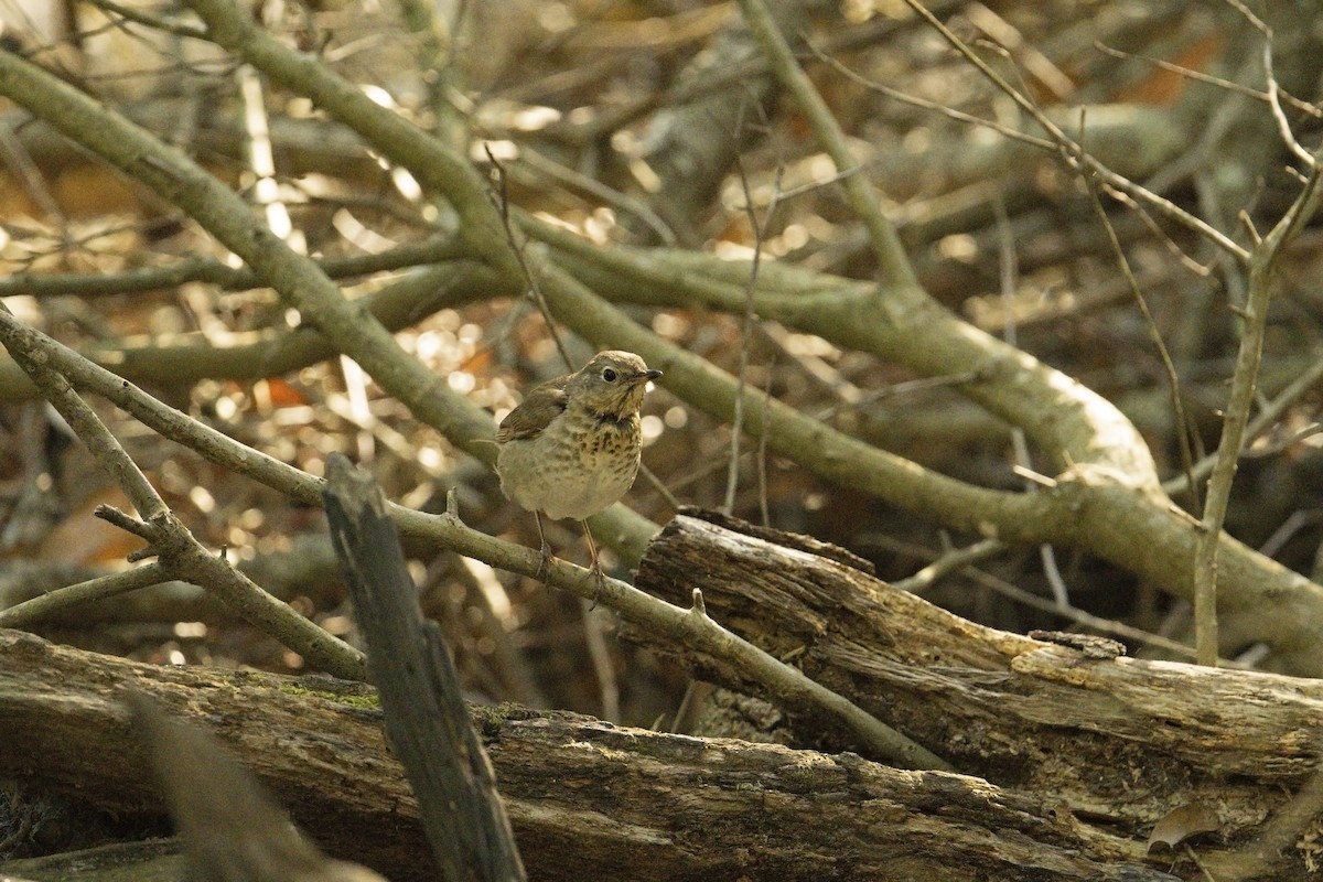 Gray-cheeked Thrush - ML618090404