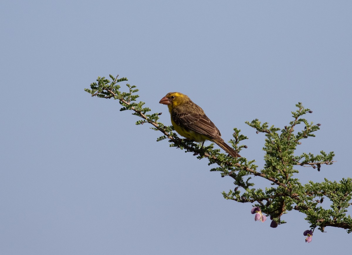 Serin à gros bec - ML618090420