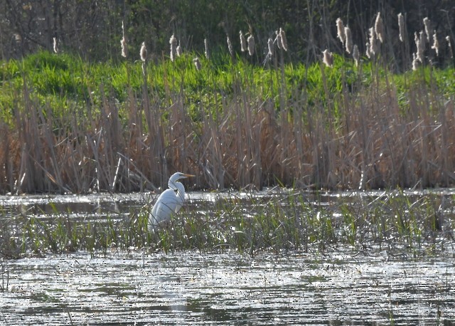 Great Egret - ML618090421