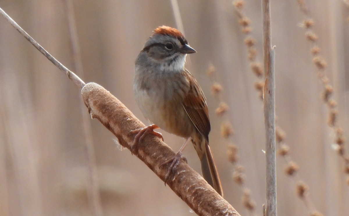 Swamp Sparrow - Dianne Croteau- Richard Brault