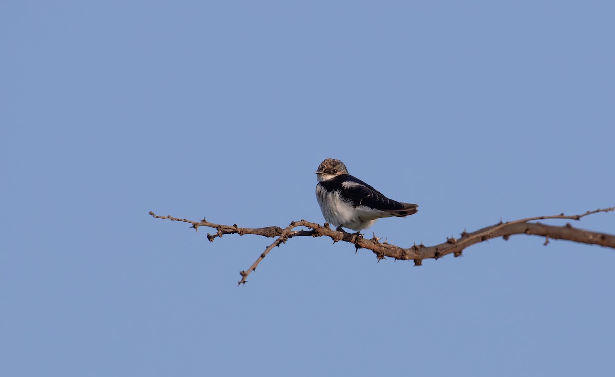 White-tailed Swallow - simon walkley