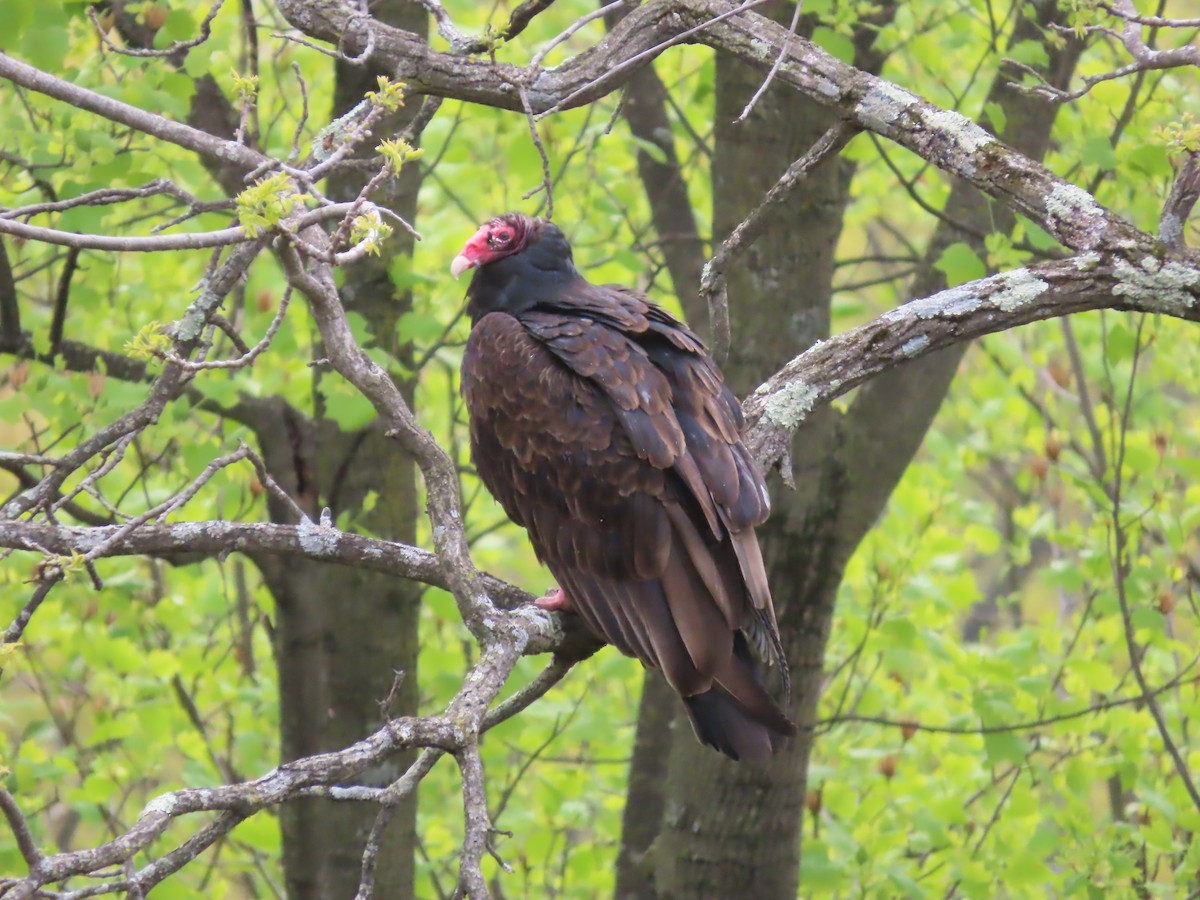 Turkey Vulture - ML618090499