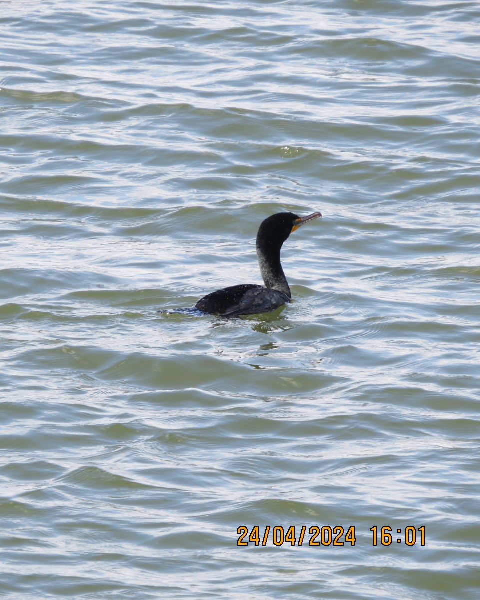 Double-crested Cormorant - ML618090528