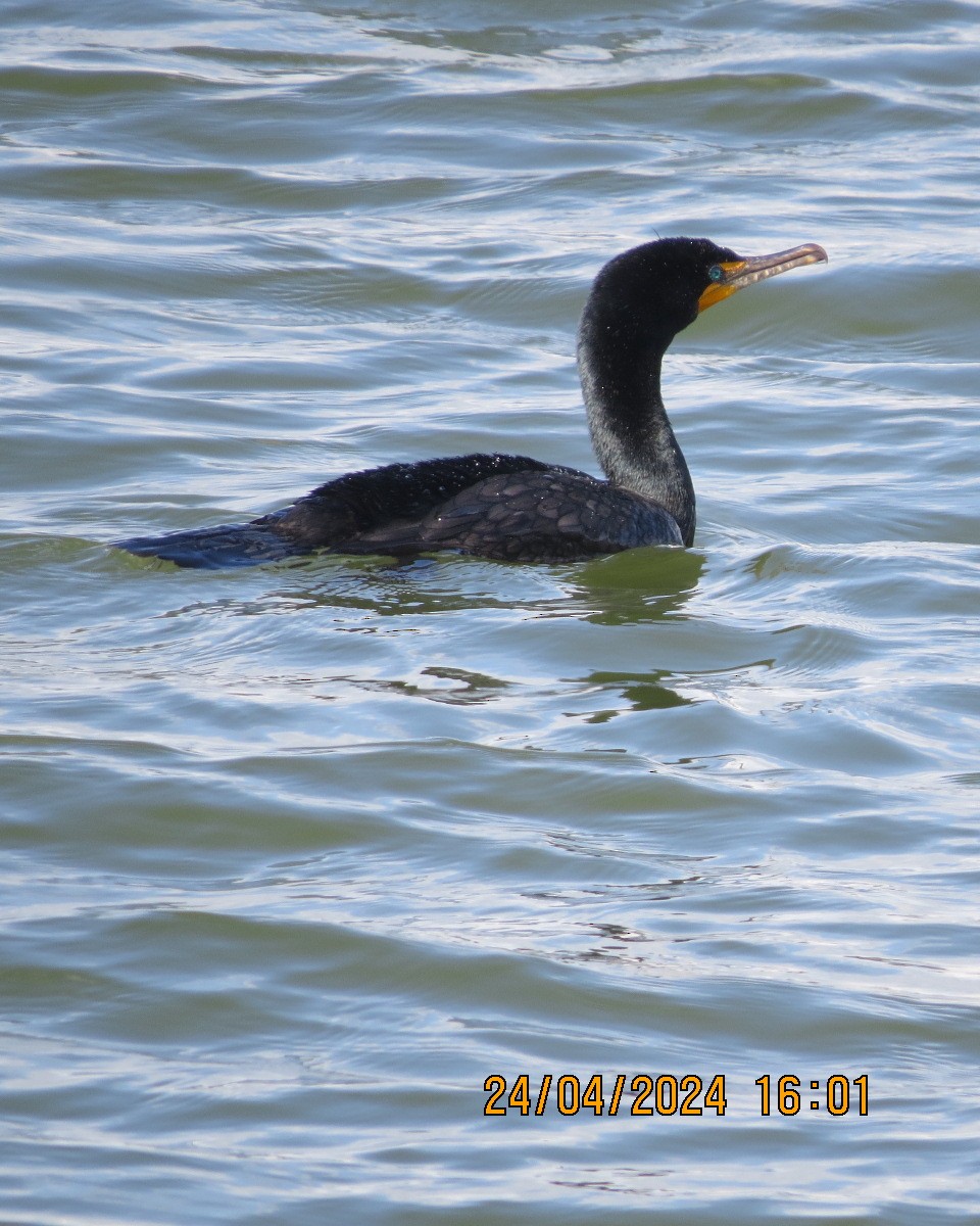 Double-crested Cormorant - ML618090537