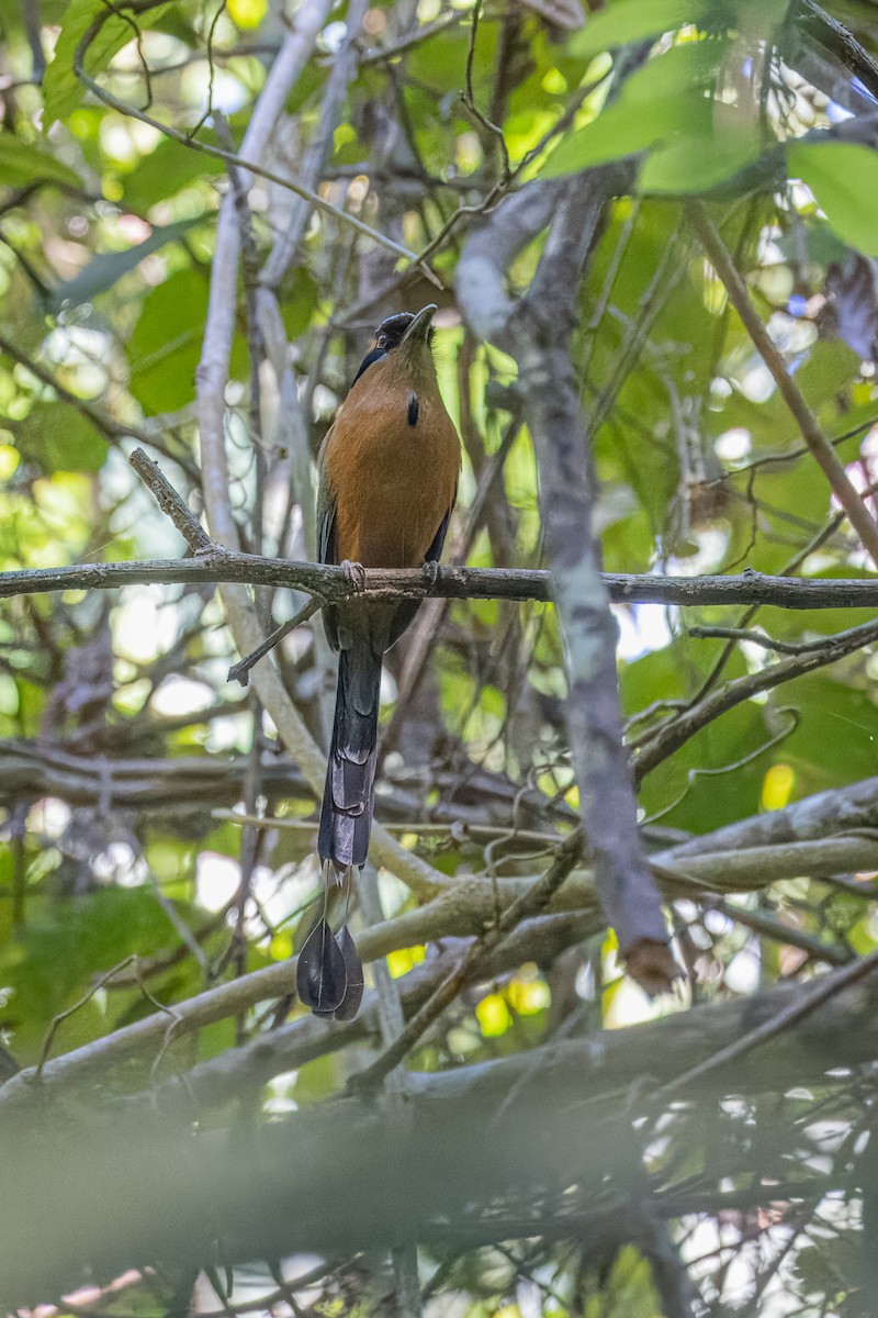 Whooping Motmot - Mariann Cyr