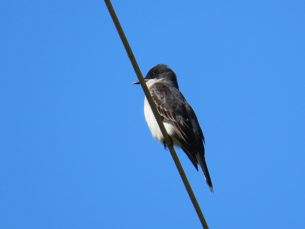 Eastern Kingbird - ML618090540