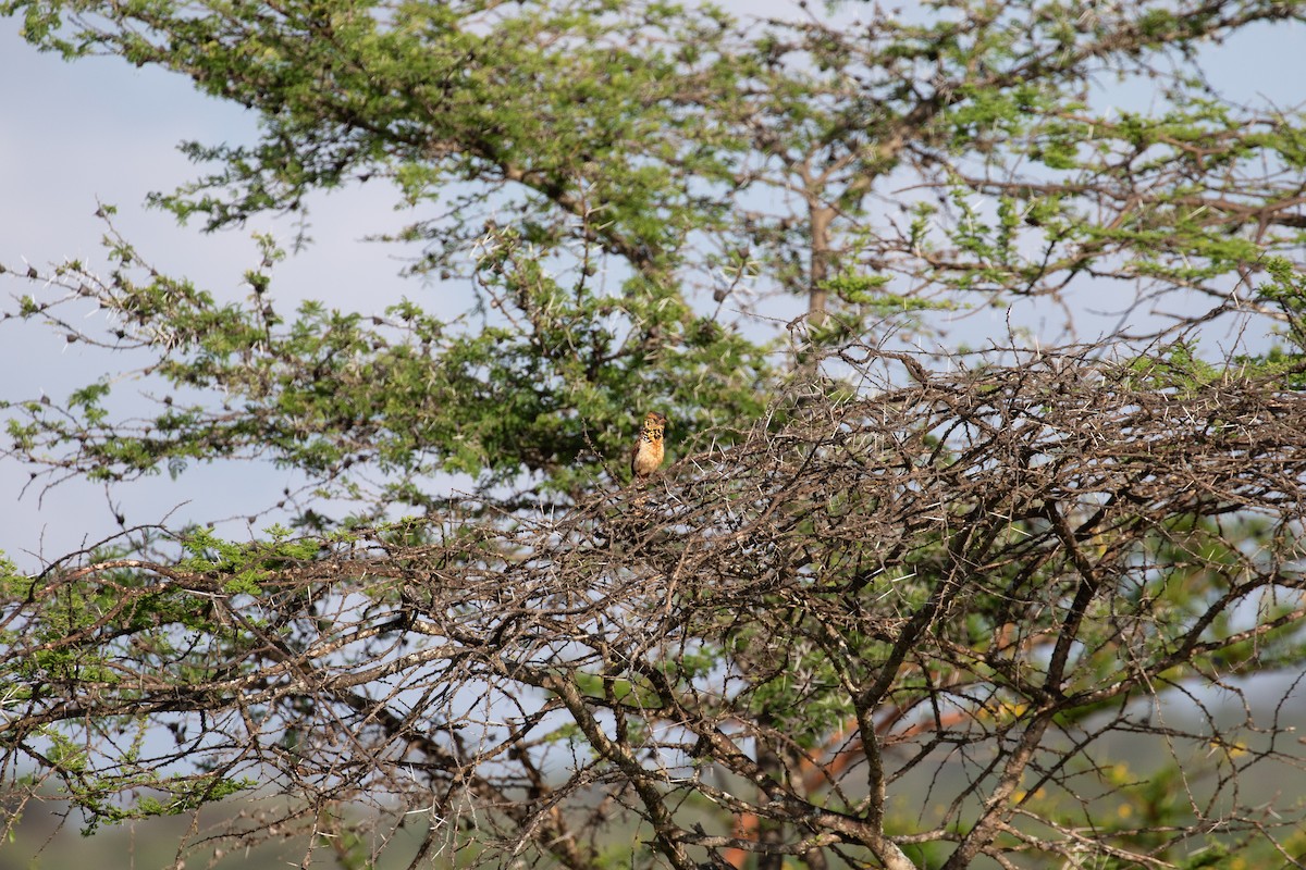 vousáček východoafrický (ssp. darnaudii/boehmi) - ML618090543