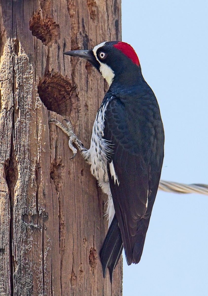 Acorn Woodpecker - Robert Oberfelder