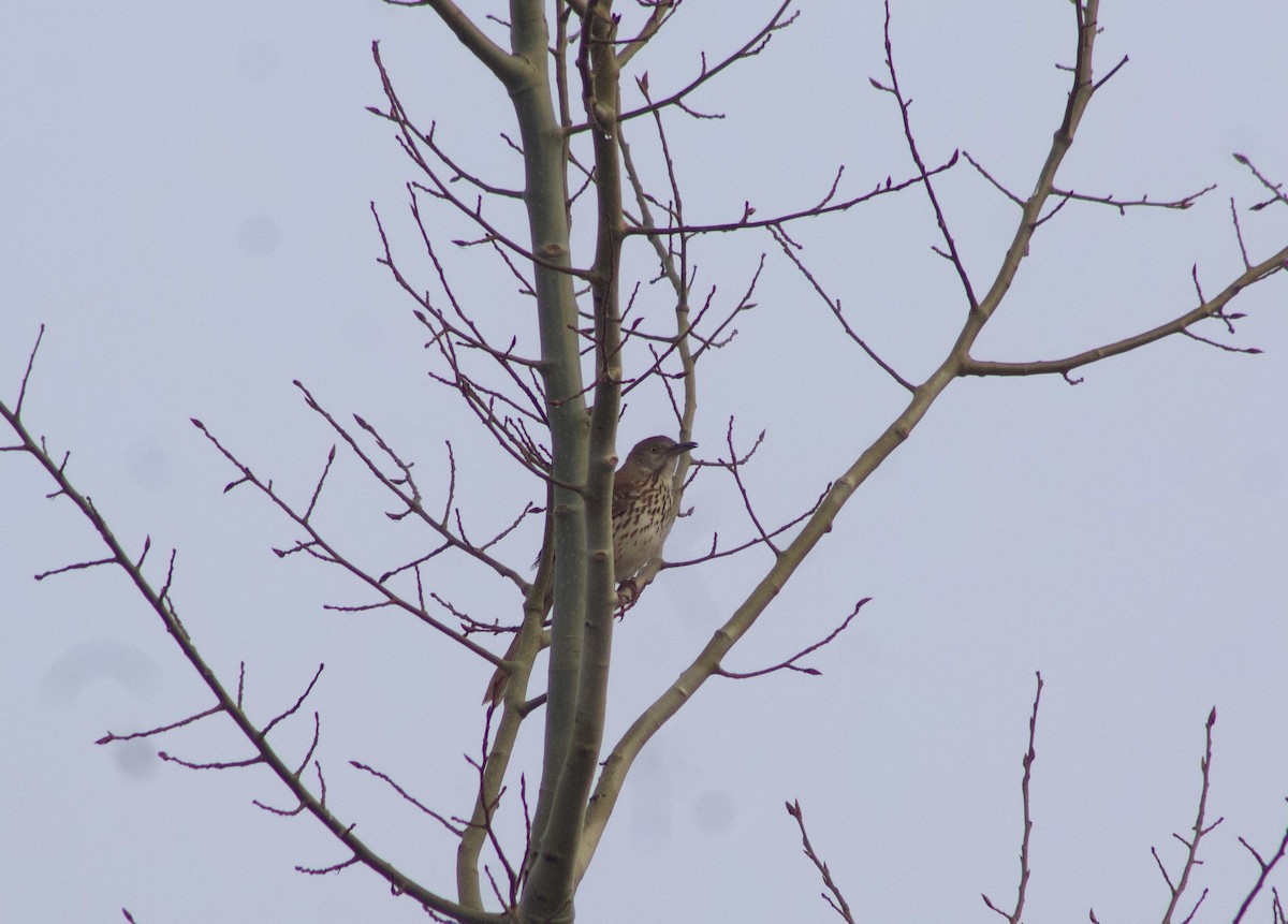 Brown Thrasher - ML618090595