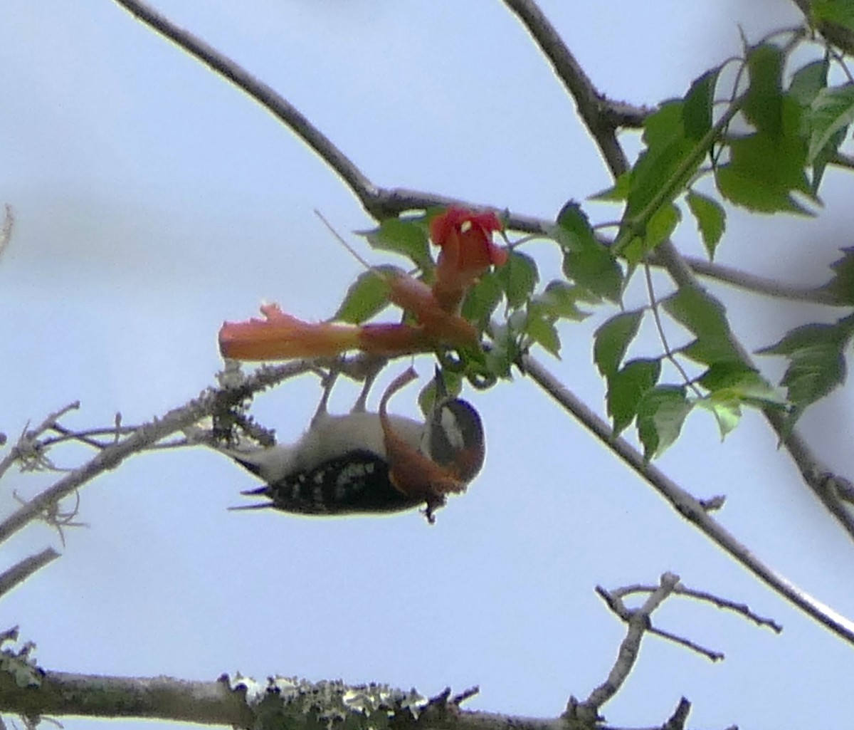 Downy Woodpecker - Sandy Bauerschmidt