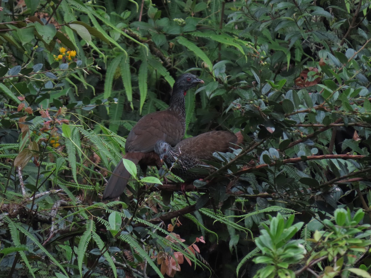 Andean Guan - ML618090645