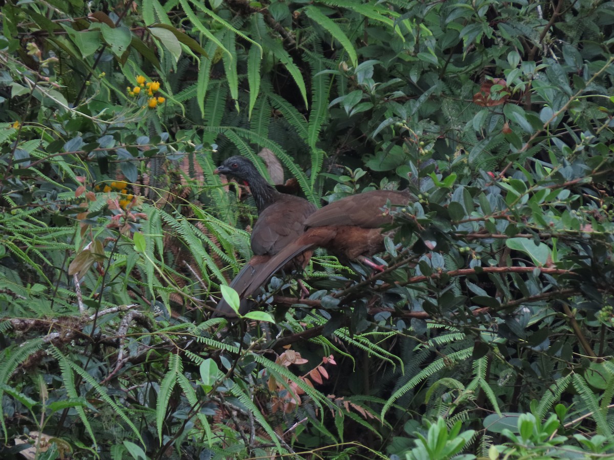 Andean Guan - ML618090646