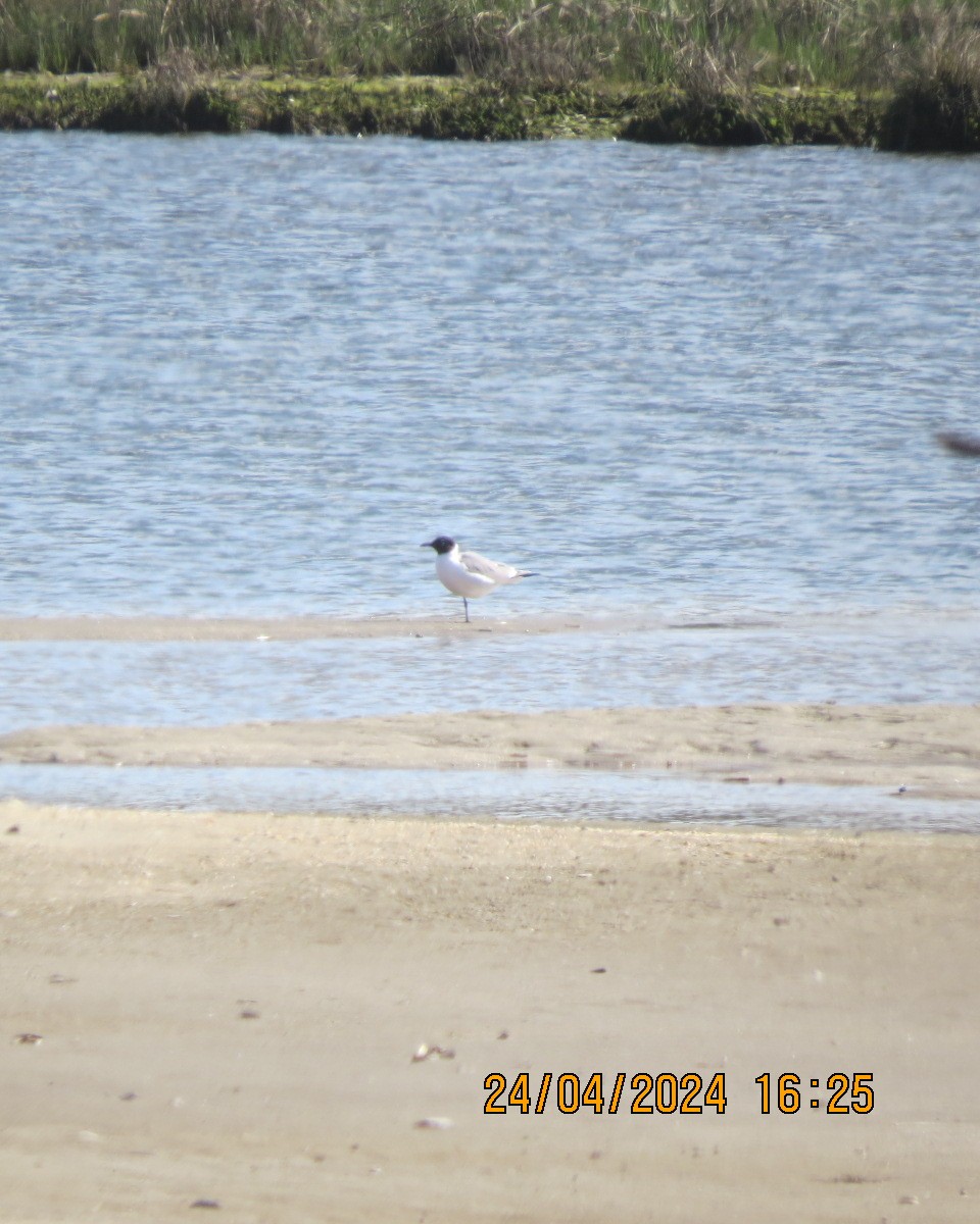 Laughing Gull - ML618090649