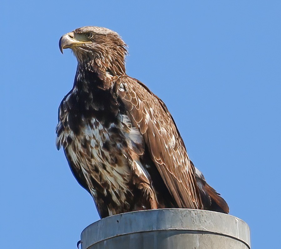 Bald Eagle - Lori Hein