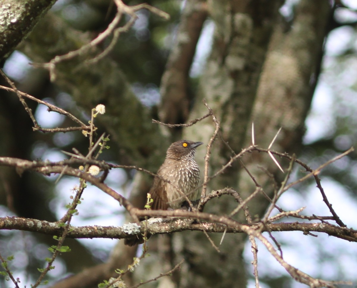 Arrow-marked Babbler - Rohan van Twest