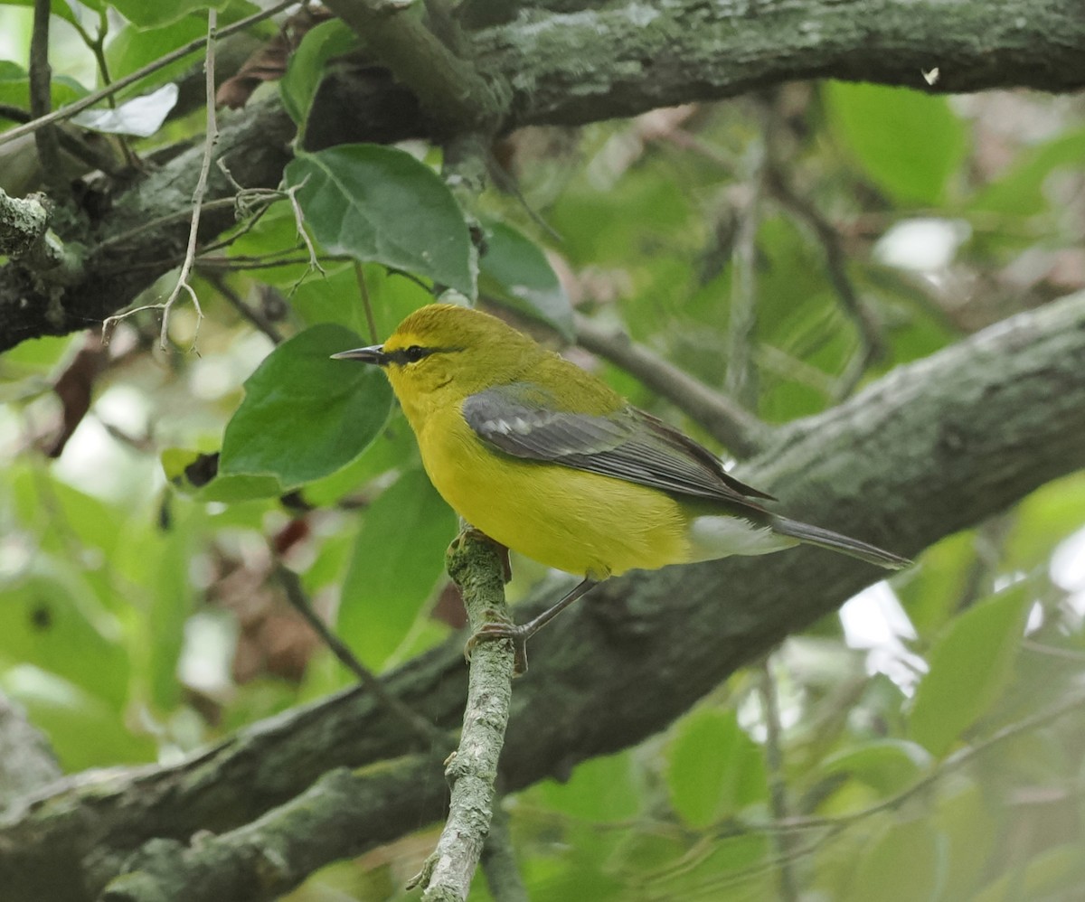 Blue-winged Warbler - Mark Stevenson