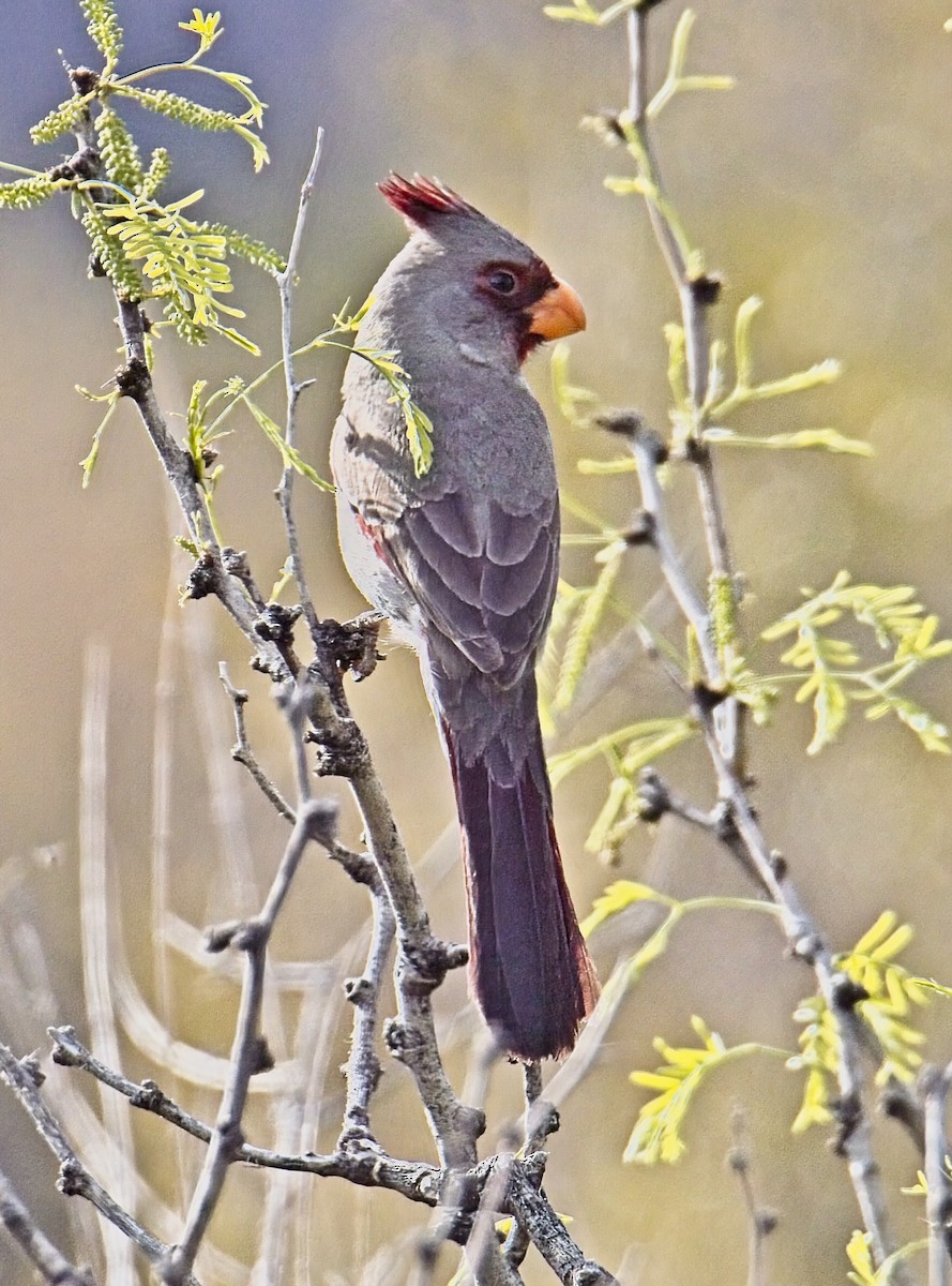 Pyrrhuloxia - Robert Oberfelder