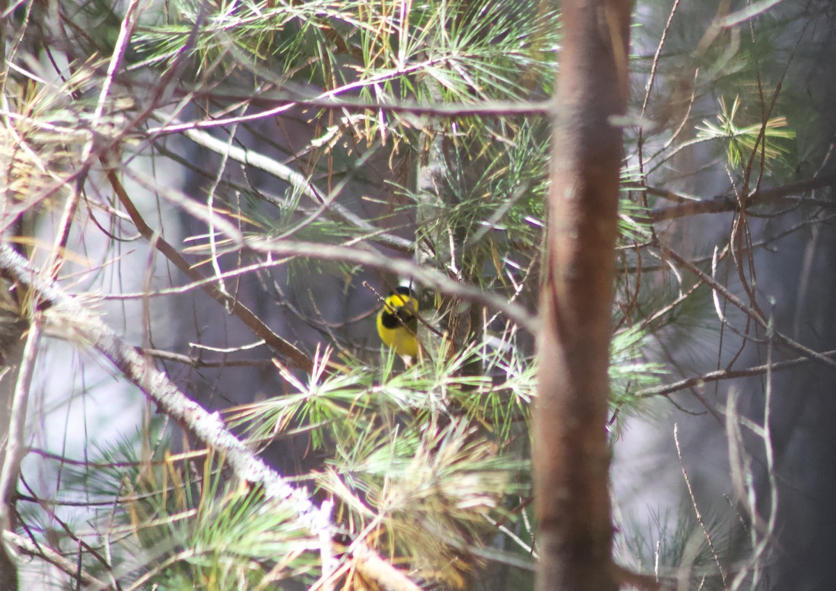 Hooded Warbler - ML618090700