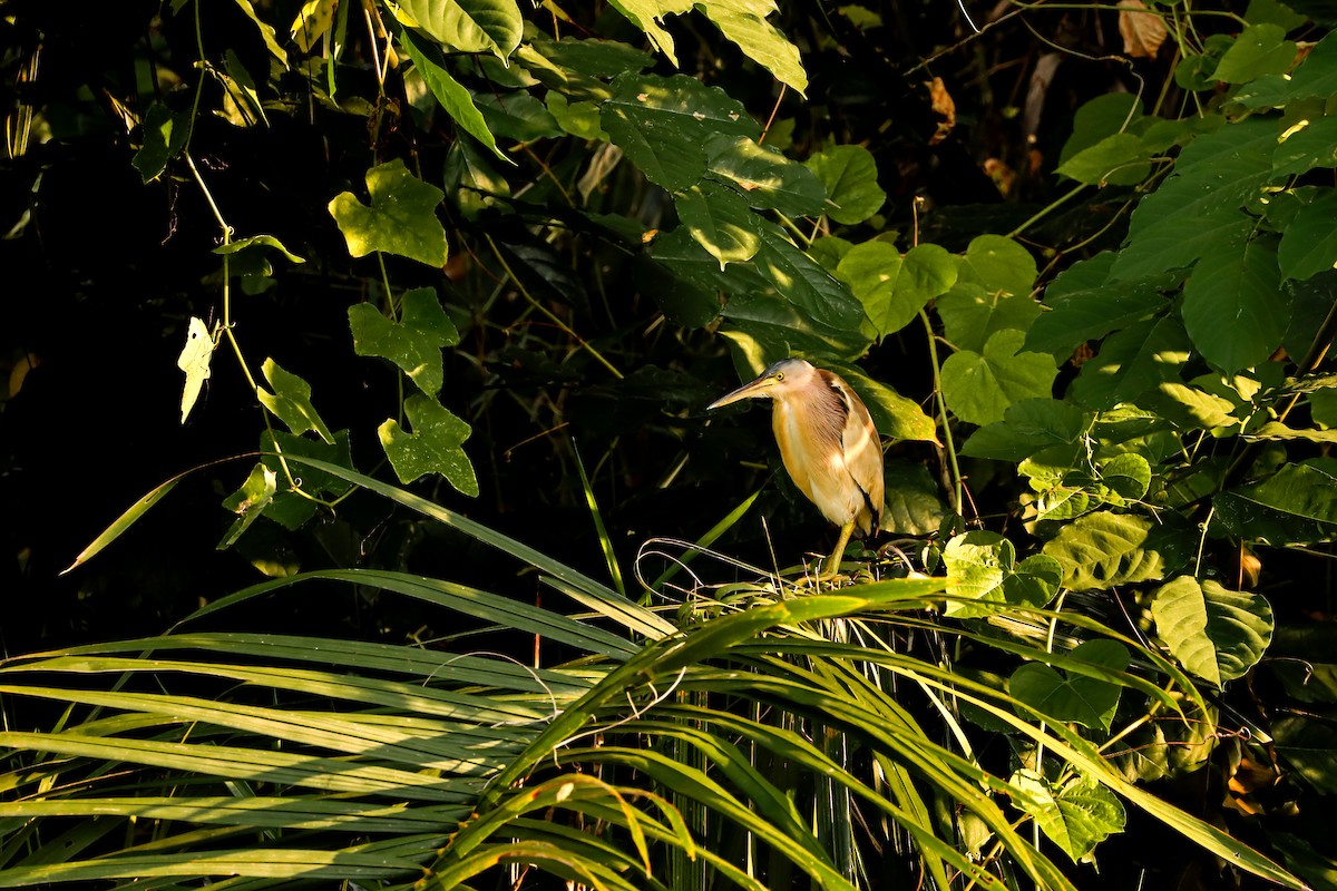 Yellow Bittern - Nitiroj Boonsai