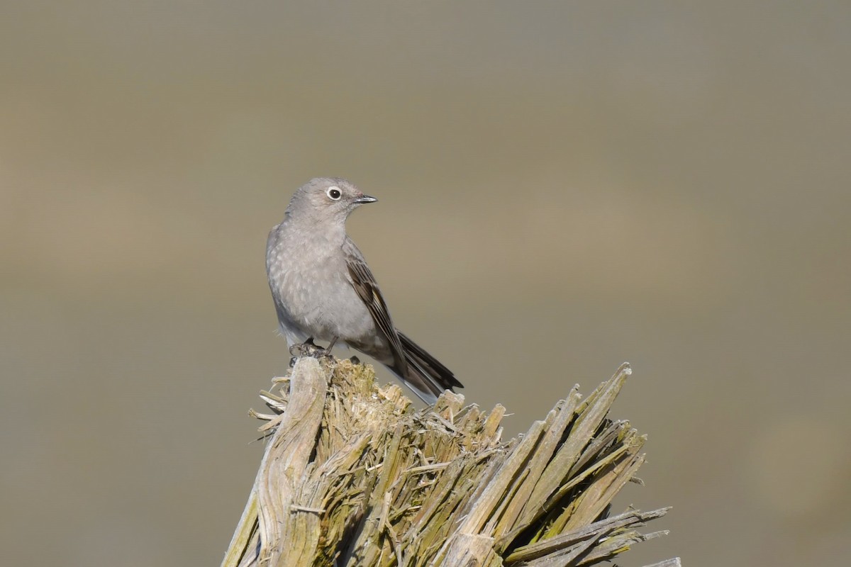 Townsend's Solitaire - ML618090750