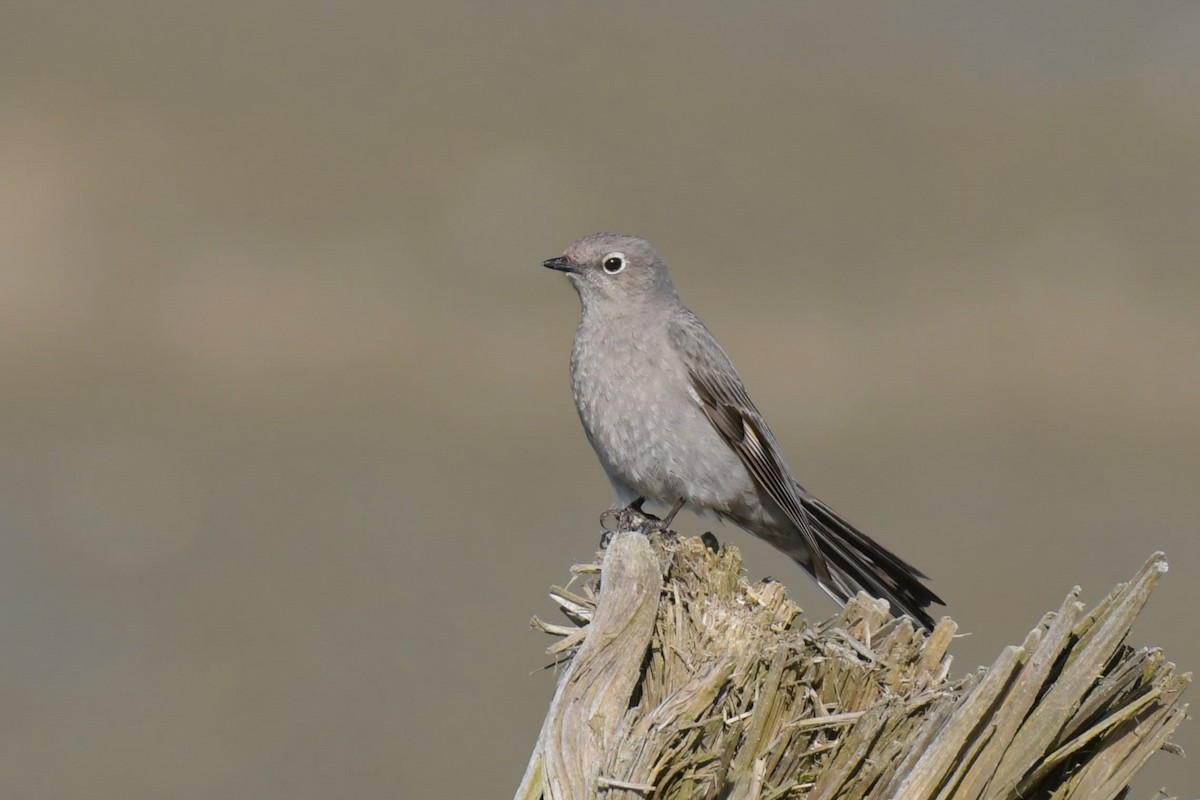 Townsend's Solitaire - ML618090751