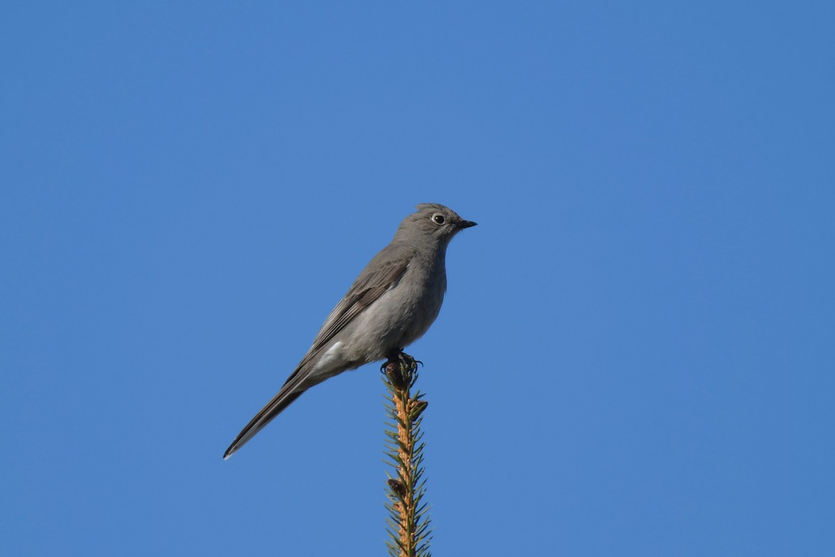 Townsend's Solitaire - ML618090752