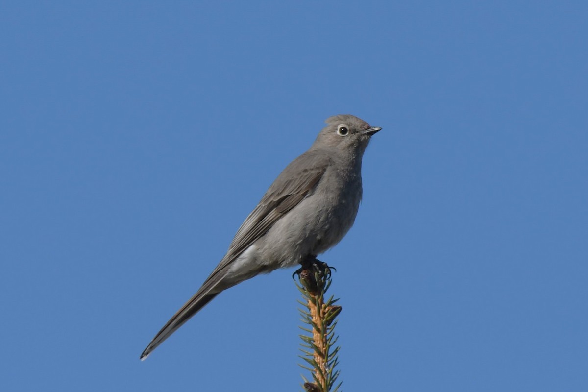 Townsend's Solitaire - ML618090753