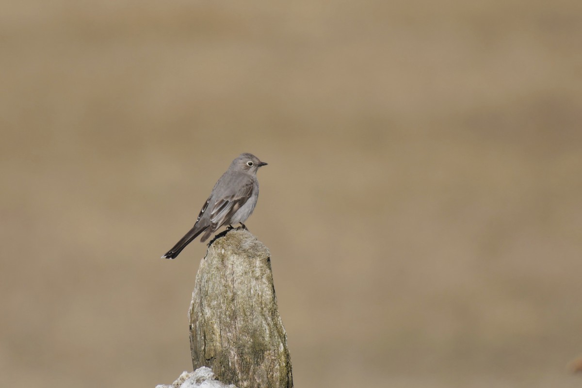 Townsend's Solitaire - ML618090754