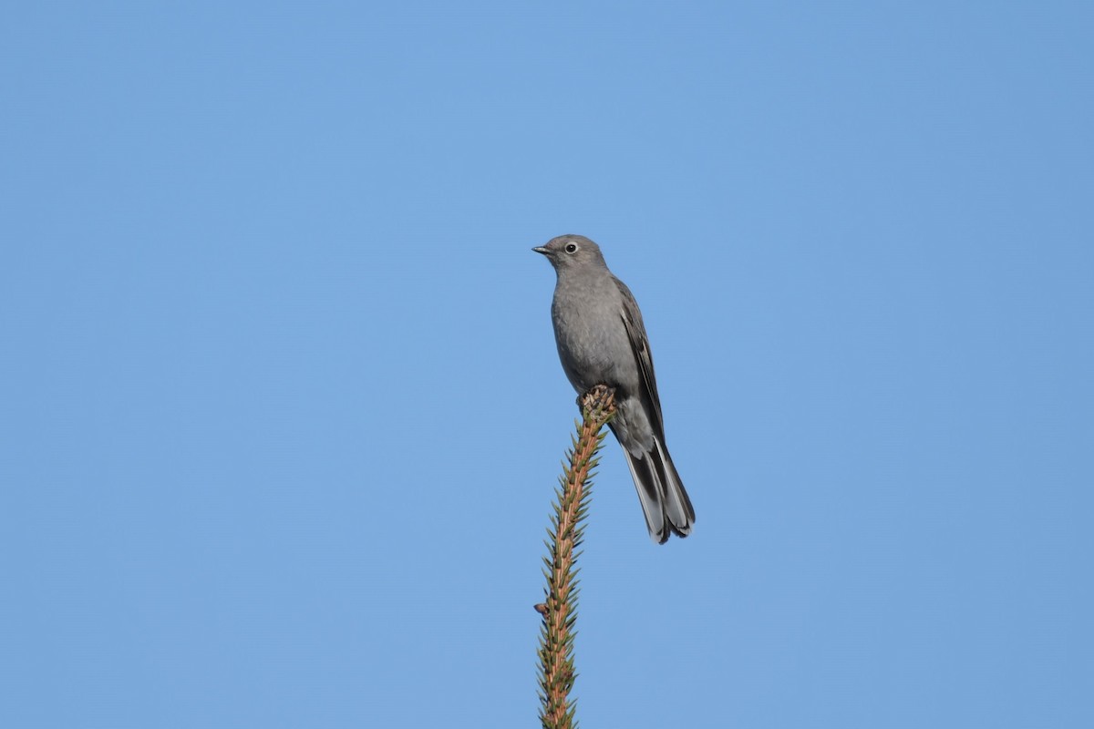 Townsend's Solitaire - ML618090760