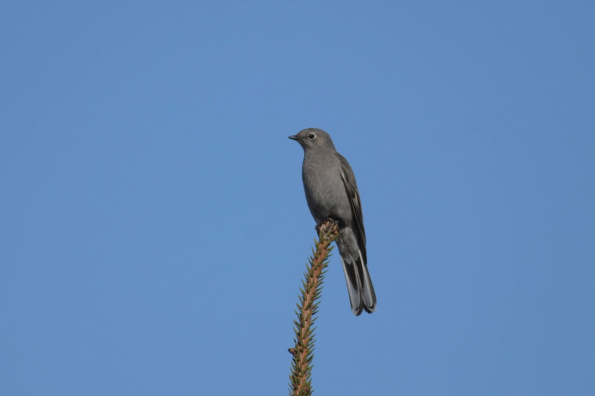 Townsend's Solitaire - ML618090761