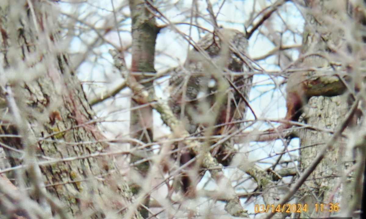 Long-eared Owl - ML618090783