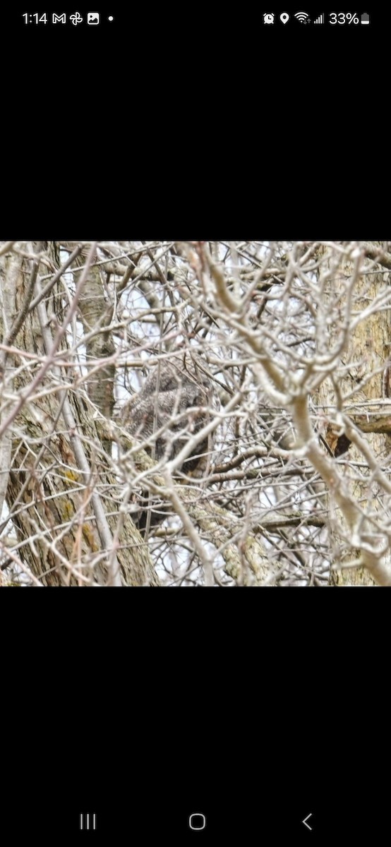 Long-eared Owl - ML618090784