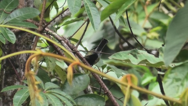 Mésange à dos tacheté - ML618090797