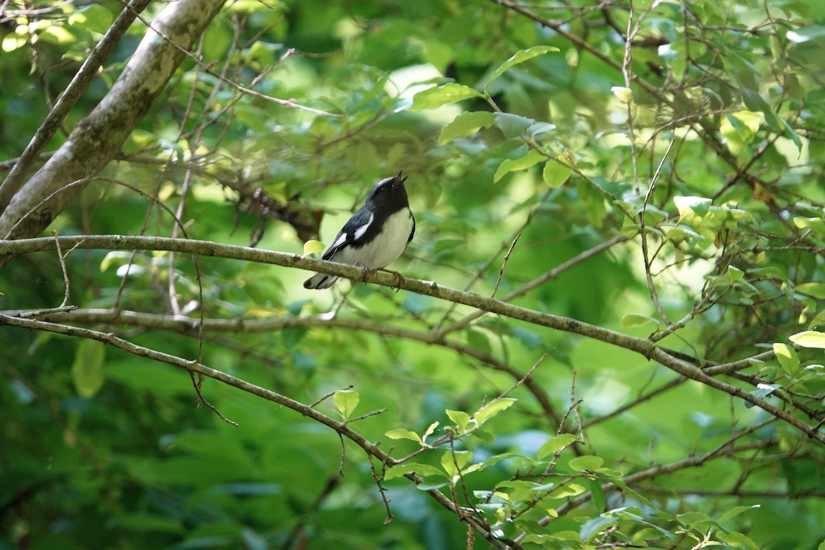 Black-throated Blue Warbler - Christine McCluskey