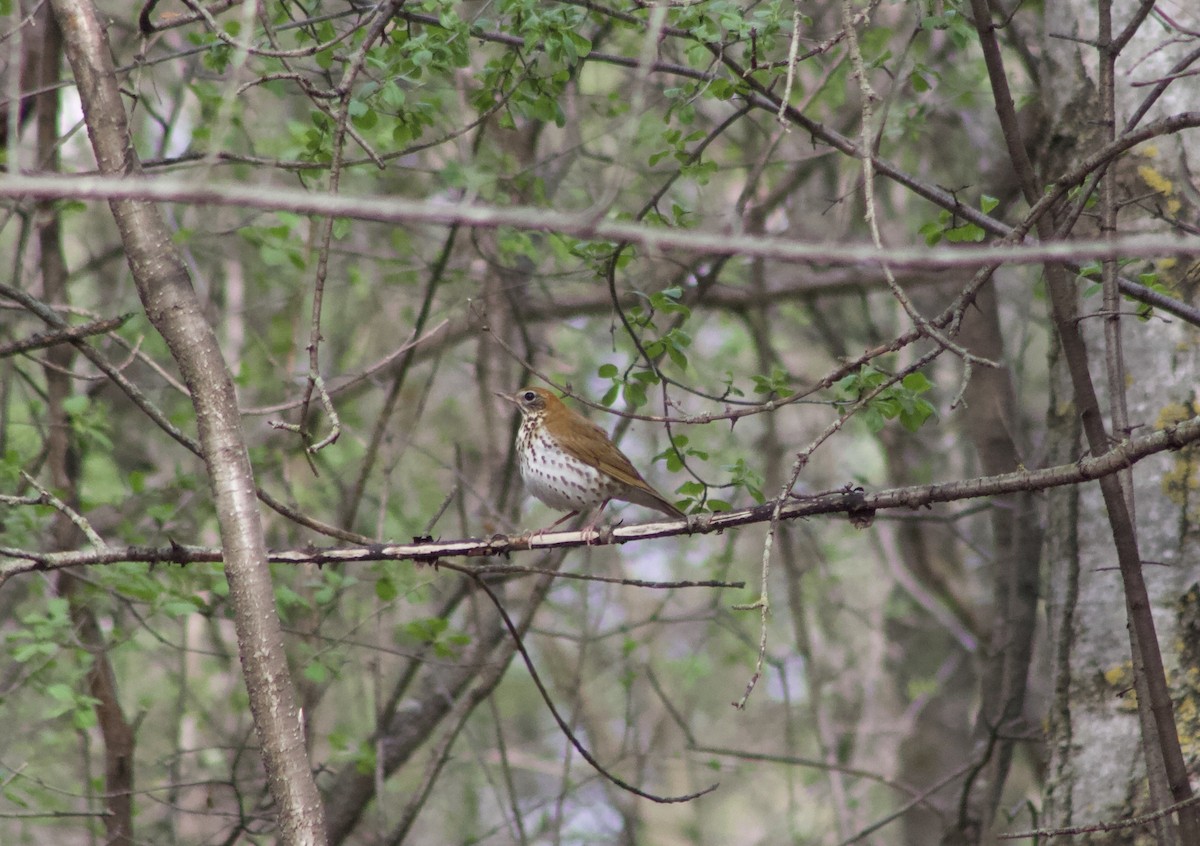 Wood Thrush - ML618090814