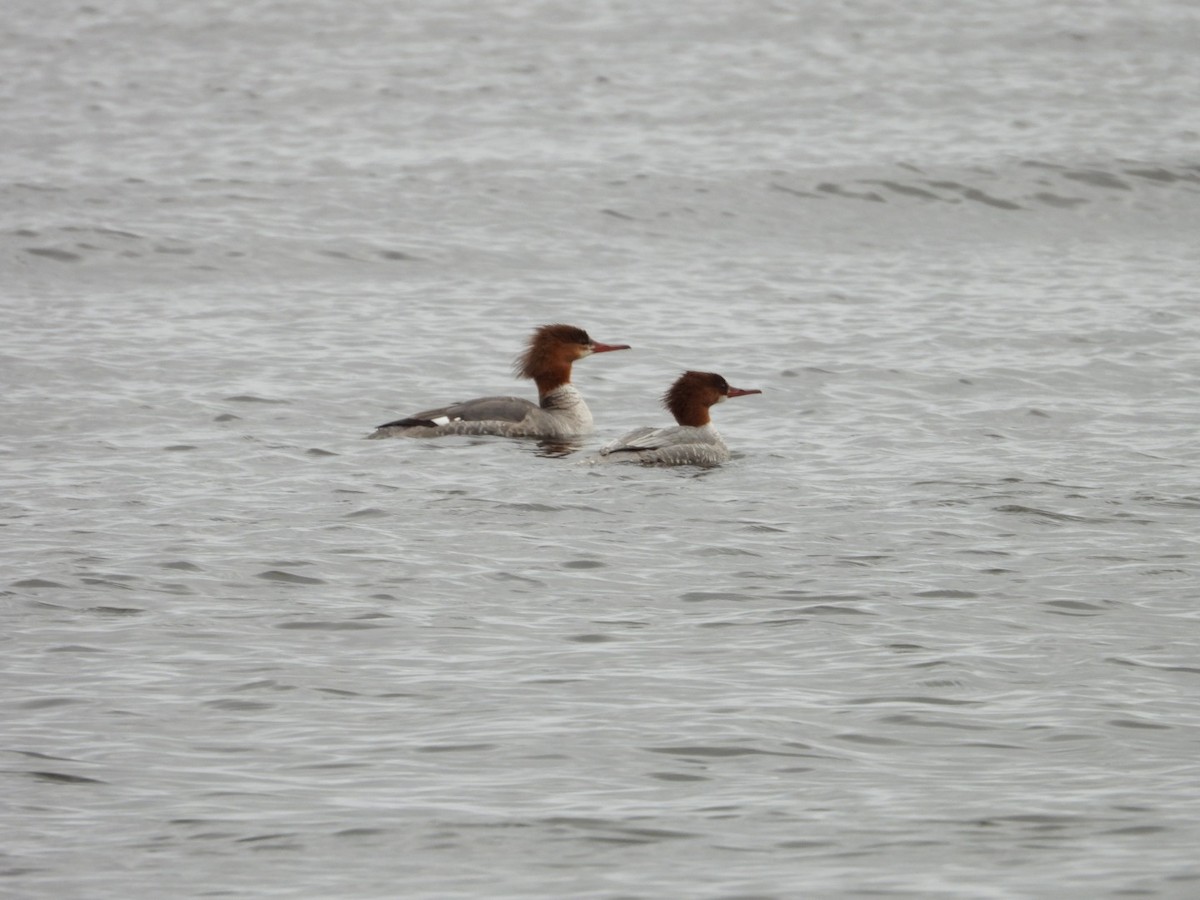 Common Merganser - ML618090839