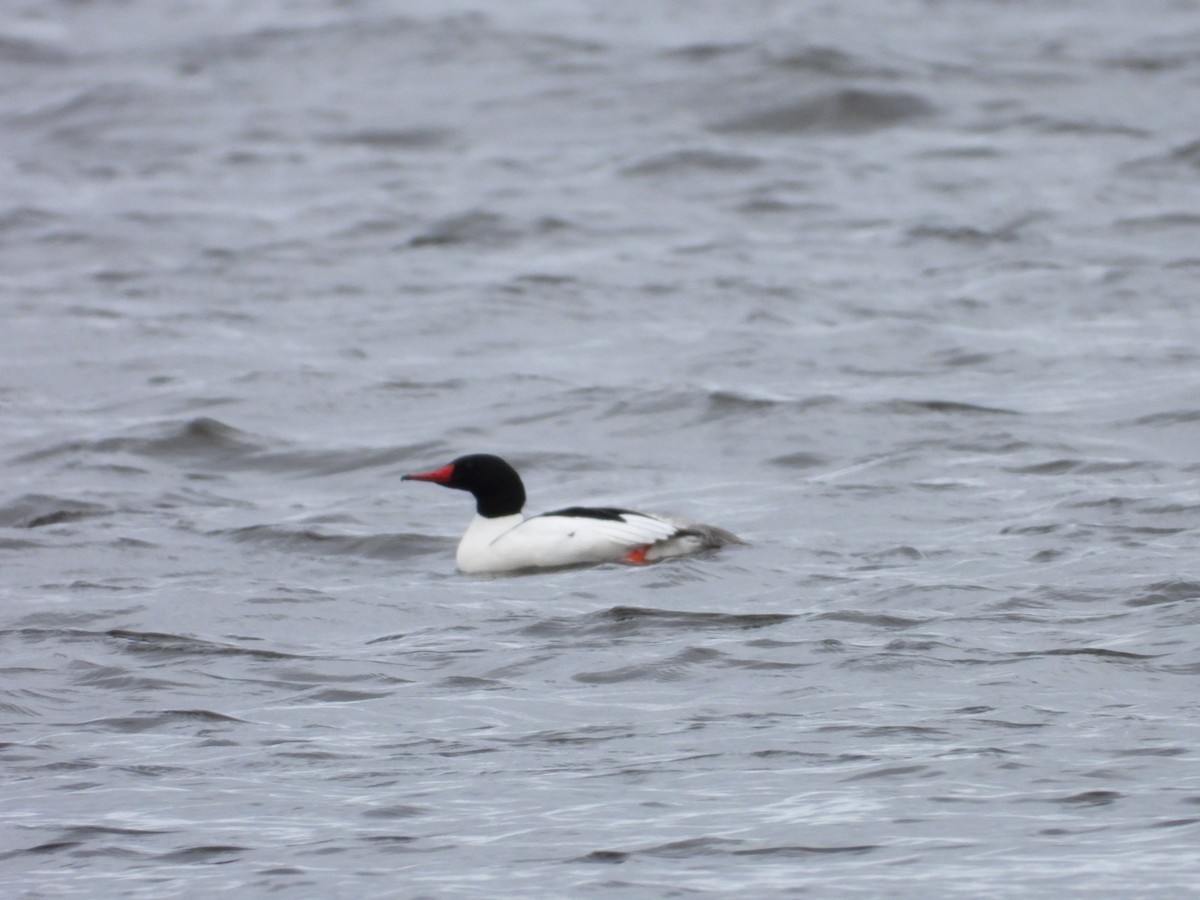 Common Merganser - ML618090840