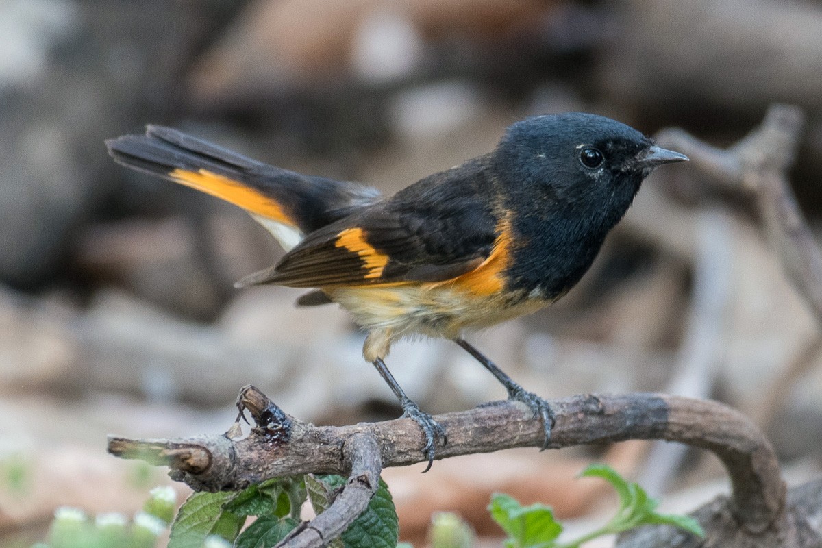 American Redstart - Juan Miguel Artigas Azas