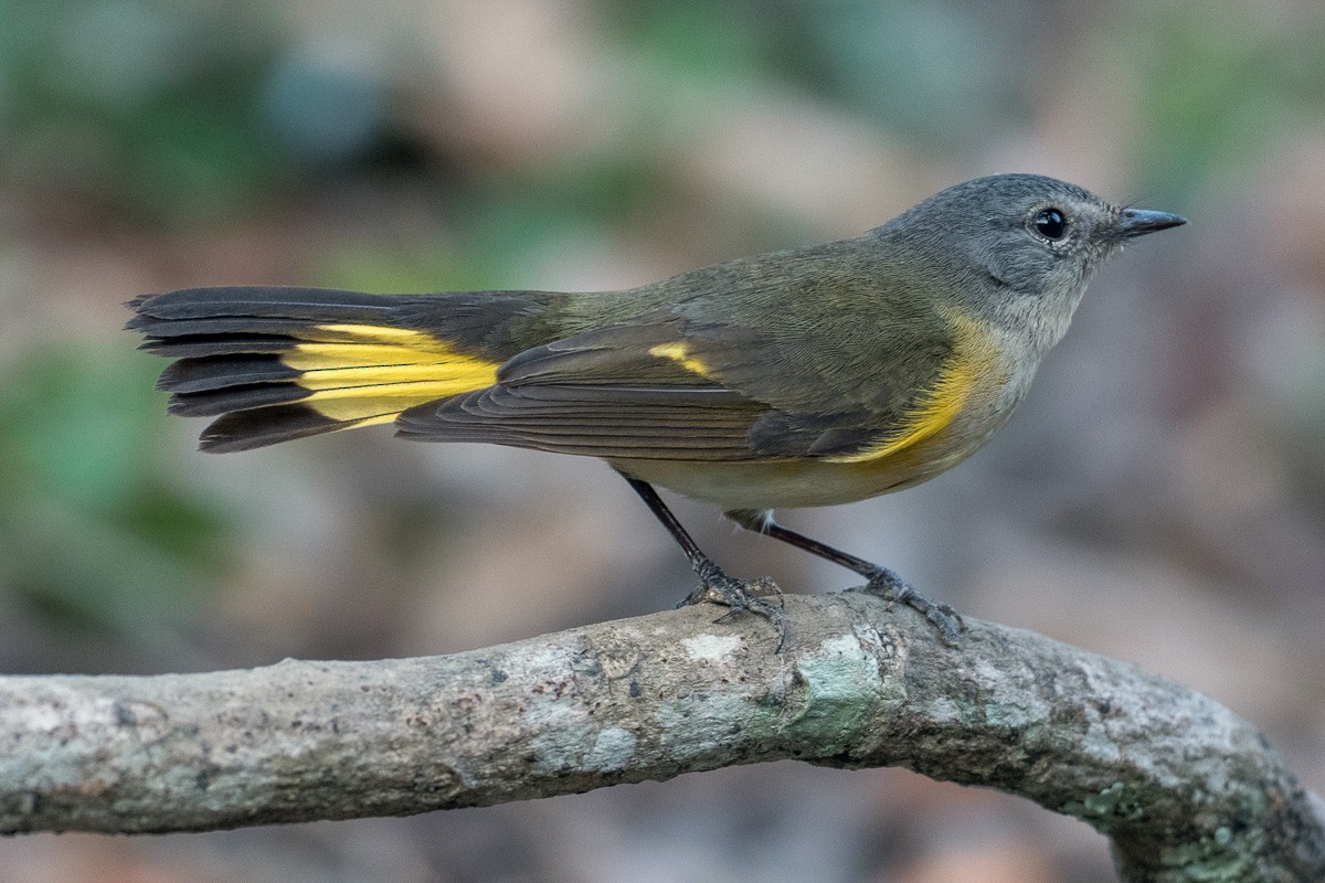 American Redstart - Juan Miguel Artigas Azas