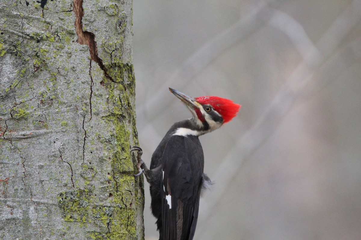 Pileated Woodpecker - Pam Inzinna