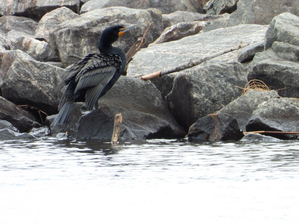 Double-crested Cormorant - ML618090889