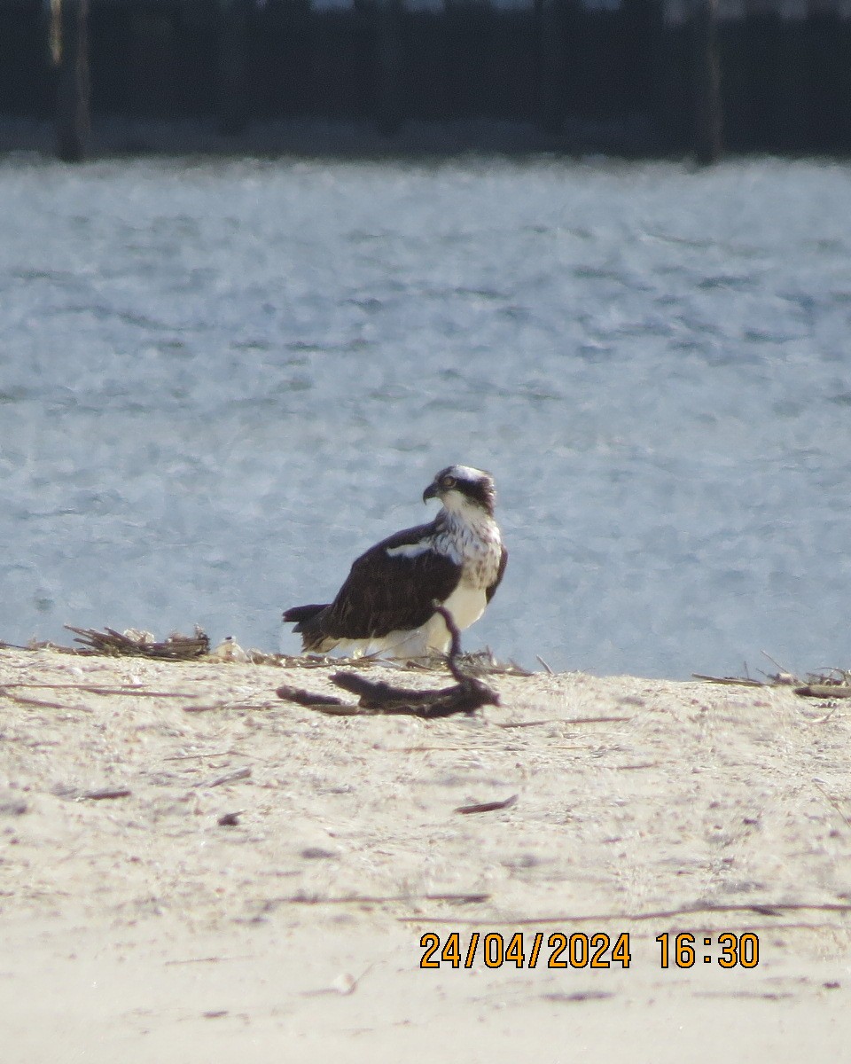 Águila Pescadora - ML618090891