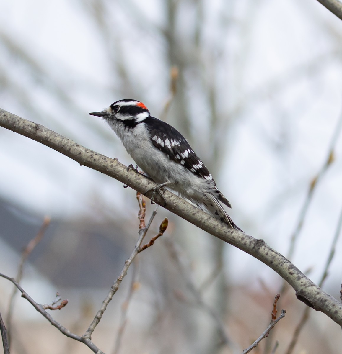 Downy Woodpecker - Hin Ki  & Queenie  Pong