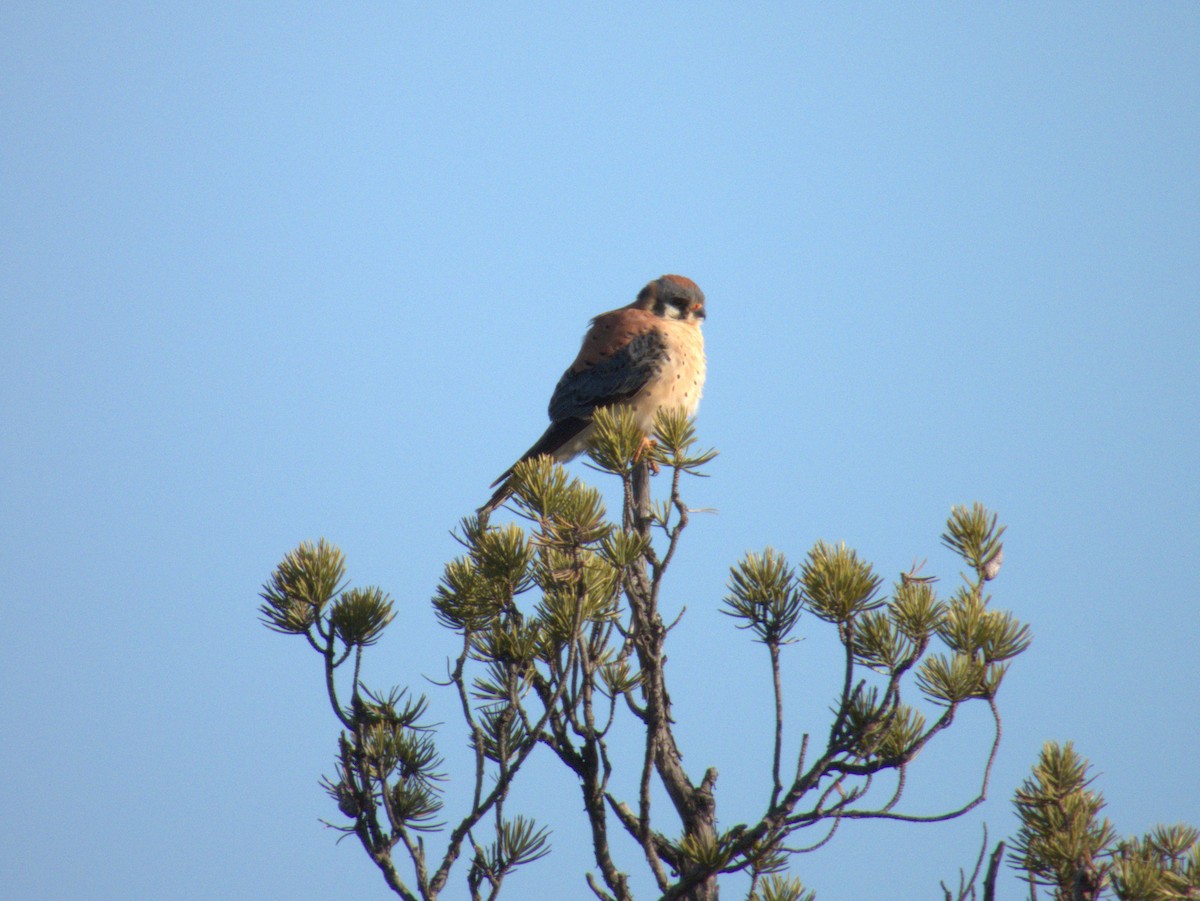 American Kestrel - Vince Hiebert