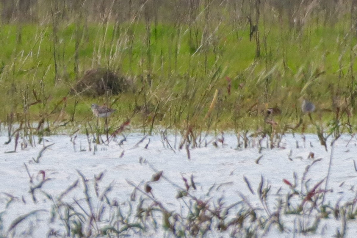 Wood Sandpiper - Daniel Boon