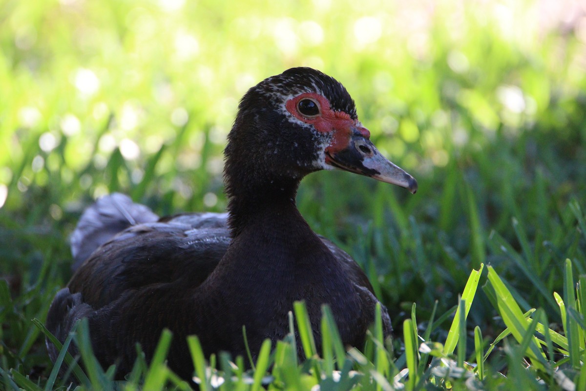 Muscovy Duck (Domestic type) - ML618090955