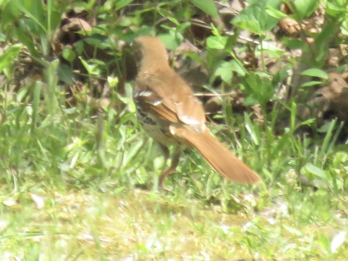 Brown Thrasher - Anonymous